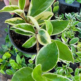 Live Hoya Carnosa Plant, Variegated Tricolor Hoya, Vine Hoya Plant 4-6 Inch for Planting