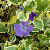 24 Variegated Vinca Plants Live, Vinca Plants Live, Vinca Ground Cover Vine Bare Roots from 6 Inc Tall Garden