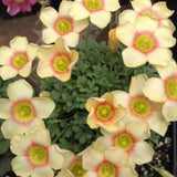 Light Yellow Oxalis Flower Plant in 4'' Pot, 4-8'' Tall, Shamrock Flowers Plants, Perennial Flower Plants for Indoor and Outdoor Garden