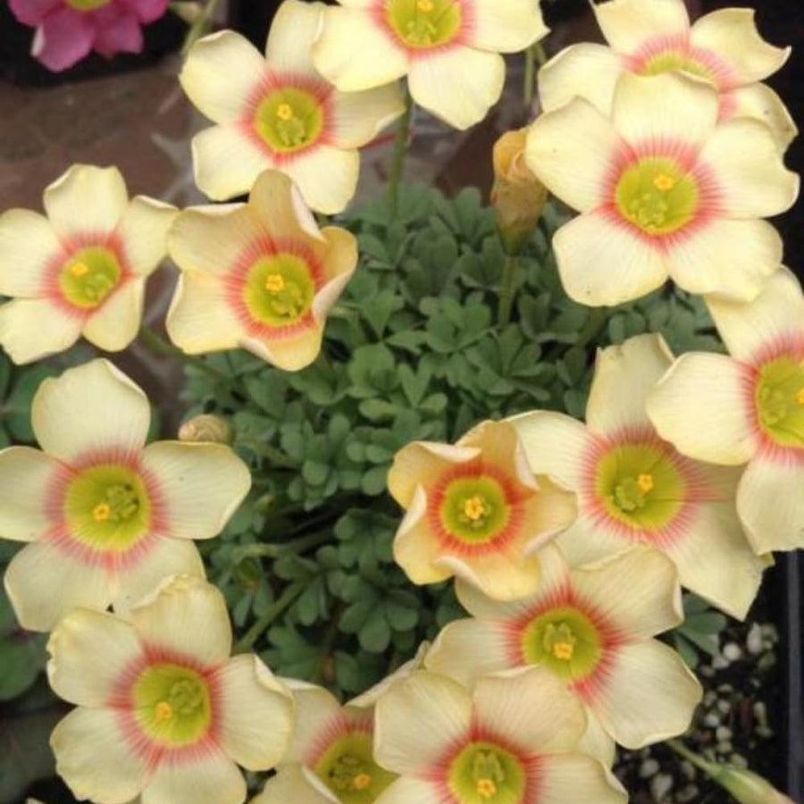Light Yellow Oxalis Flower Plant in 4'' Pot, 4-8'' Tall, Shamrock Flowers Plants, Perennial Flower Plants for Indoor and Outdoor Garden