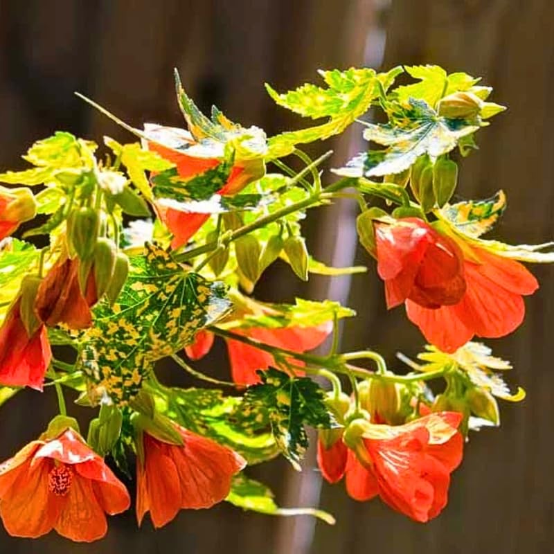 Abutilon Live Plant, Abutilon Flowering Vine, Trailing Lantern Flower Well Rooted 5-7 Inch Tall
