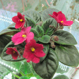 African Violets Live Plants, African Violet Plant Live in 4 Inches Pot, Violets Flowers Houseplant, 4-7 Inches Tall for Home Office Decor (Burgundy Red)