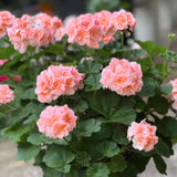 4 Geranium Plants Live, Live Geranium Plant, Salmon Geranium Flower Plants Indoor Outdoor, 4 to 8 Inches Tall