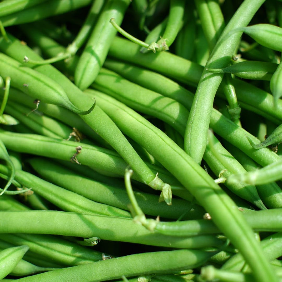 2 PPP Green Beans Plant Live, 4 to 6 Inches Tall, Green Bean Plants Live for Planting, Potted Vegetable Starter Plants for Home Gardens