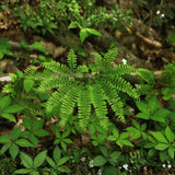 10 Maidenhair Fern Rhizomes, Hardy Perennial Fern Plants for Garden, Fast-Growing Ferns Starter Roots