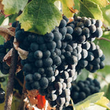 Grape Vine Plant Live for Planting Outdoor, Cold Hardy Grape Plant Live 1-2 Years Old, Well-Rooted Fruit Vine for Garden or Trellis (Black Grape)
