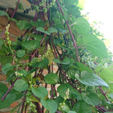50+ Red Malabar Spinach Seeds, Ceylon Spinach Seeds, Vegetable Garden Seed for Outdoor Planting and Home Gardening