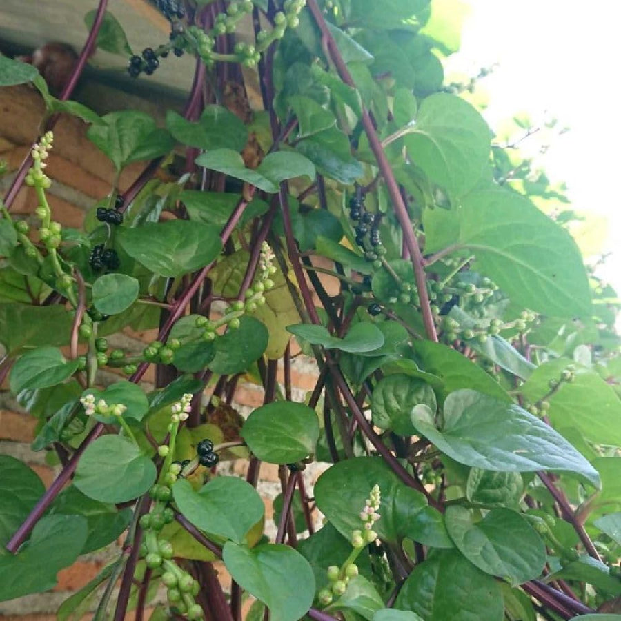 50+ Red Malabar Spinach Seeds, Ceylon Spinach Seeds, Vegetable Garden Seed for Outdoor Planting and Home Gardening