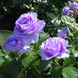 Purple Climbing Rose Live Plant, Fragrant Rose Bush Ready to Plants, Zone 5 to 9, Size 5 to 7 Inches and Bare Root