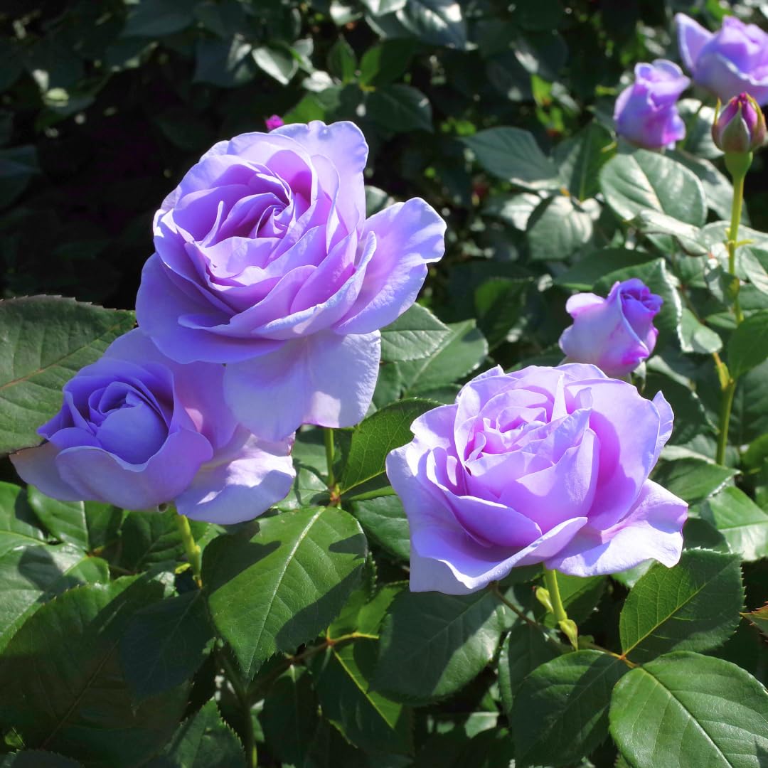 Purple Climbing Rose Live Plant, Fragrant Rose Bush Ready to Plants, Zone 5 to 9, Size 5 to 7 Inches and Bare Root