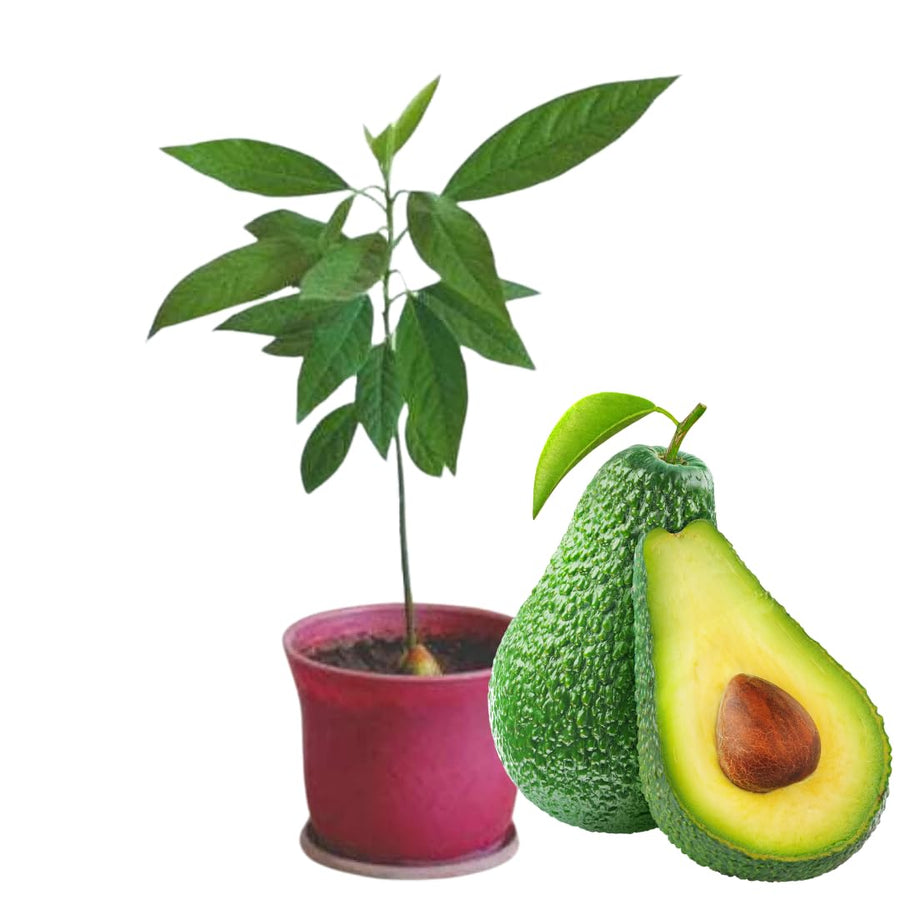 15"-20" Avocado Trees Live Plants in Half Gallon Pot, Avocado Plant, Winter Hardy, 1 Year Old Tree, No CA