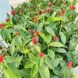 2 French Ginger Plants Live for Planting, Tropical Flowering Plant for Garden or Patio, Hardy Ginger Plant No Pot, 5-9" Height