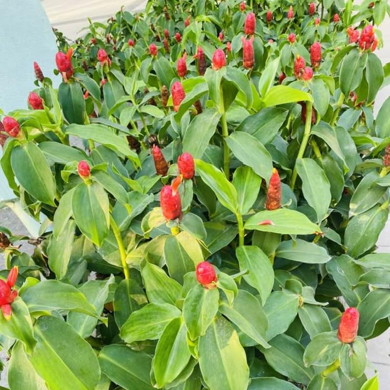 2 French Ginger Plants Live for Planting, Tropical Flowering Plant for Garden or Patio, Hardy Ginger Plant No Pot, 5-9" Height