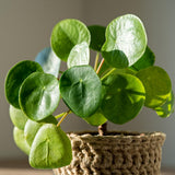 Pilea Peperomioides Live Plant, Money Plant, 3 Inch Pot for Indoor or Outdoor Growing