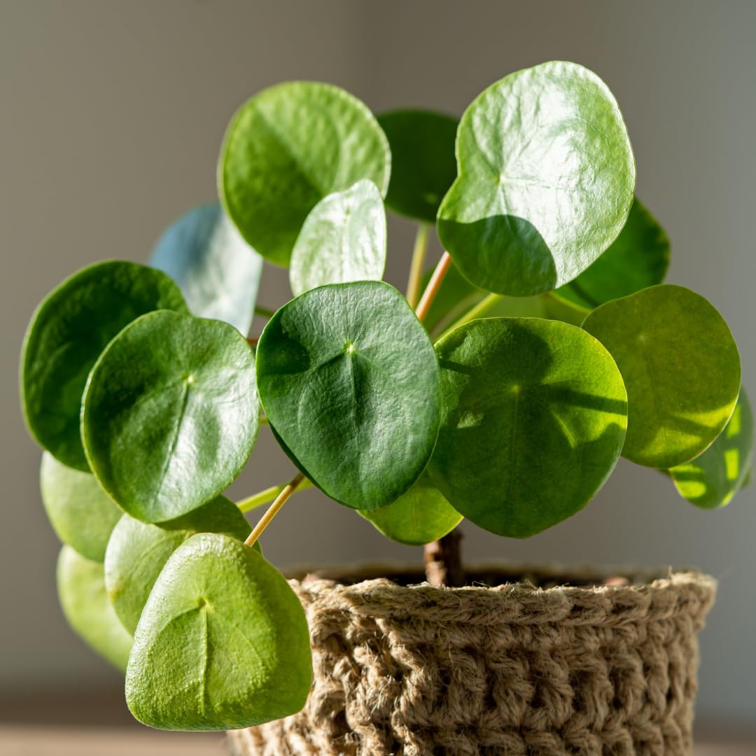 Pilea Peperomioides Live Plant, Money Plant, 3 Inch Pot for Indoor or Outdoor Growing