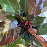 Set of 2 Live Red Green Philodendron Plants in 4 Inch Pots, Tropical Indoor Houseplants with Variegated Foliage, Ready to Grow