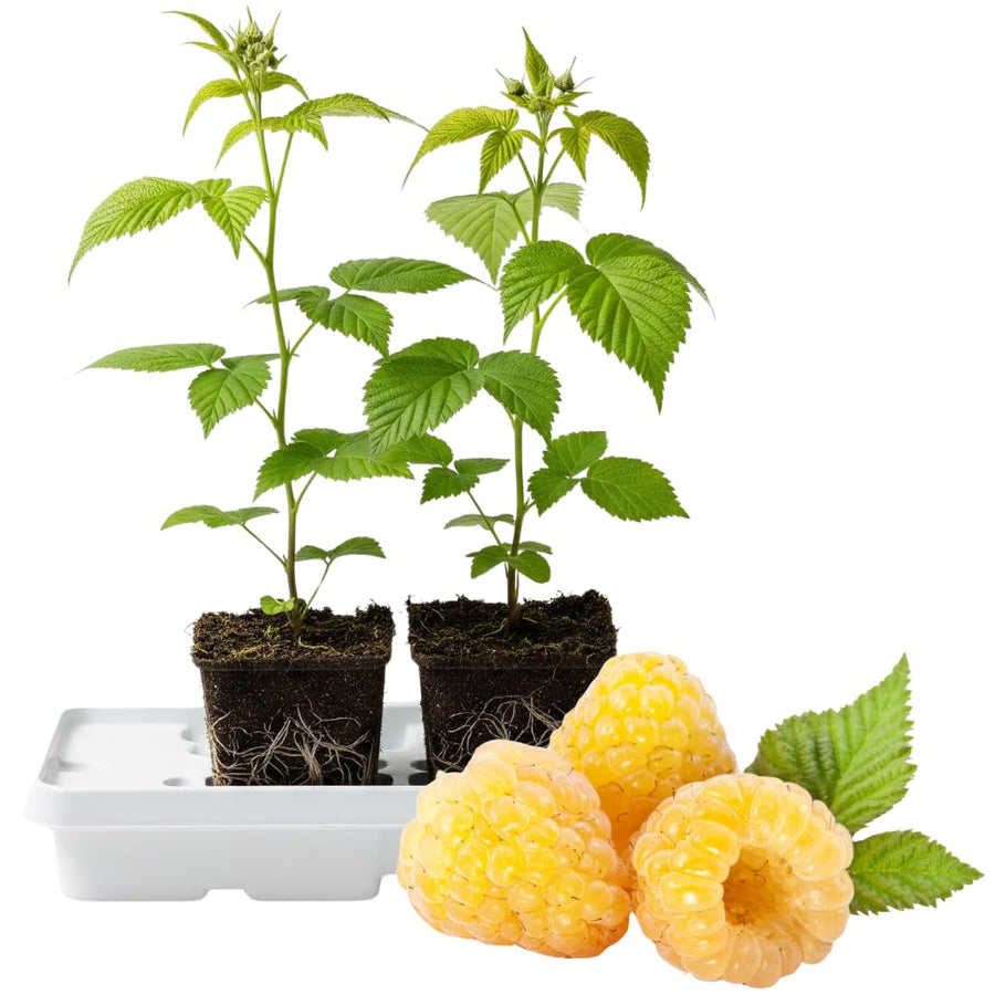 Pack 2 Fall Gold Raspberry Plants Live, Size 5-9 Inch Tall, Raspberry Trees Live Plants, Sweet Raspberry Bush Shrub