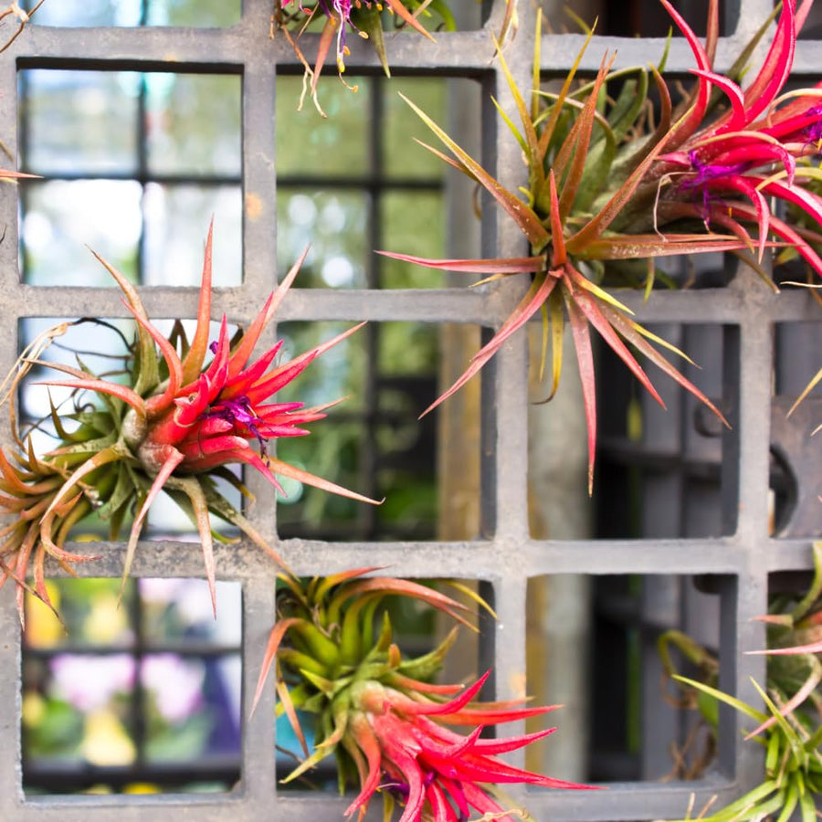 10 Red Tillandsia Air Plants, Live Tillandsia Succulent Houseplant Indoor Planting, 2 Inches