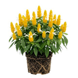 Shrimp Plant Live, Yellow Shrimp Plant, 5-7 Inc Tall, Tropical Flowering Plants for Indoor Outdoor Garden, No Pot