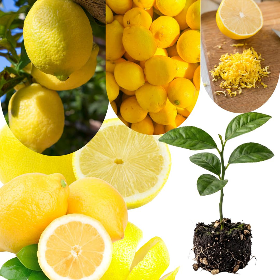 4 Months Old Meyer Yellow Lemon Tree Live Plant, Well-Rooted for Zones 9-11, 2-3 Inches Tall in 4 Inch Pot, Tropical Fruit Tree for Indoor or Outdoor Growing