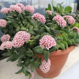 Spring Crassula Live Succulent Plant 2 Inch Pot, Spring Crassula Plant, Live Succulent Cactus Plants