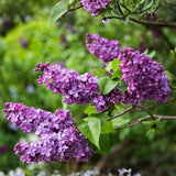 Live Common Lilac Plant, Purple Syringa Flower Plant in 4 Inch Pot, 6-12 Inch Tall Flowering Shrub, Fragrant Spring Garden Plant