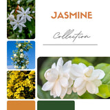 3 Mix Jasmine Plants, Fragrant Jasmine Vines, Jasmines Flowering Plant Well Rooted 4-7 Inches for Gardens and Indoor Spaces