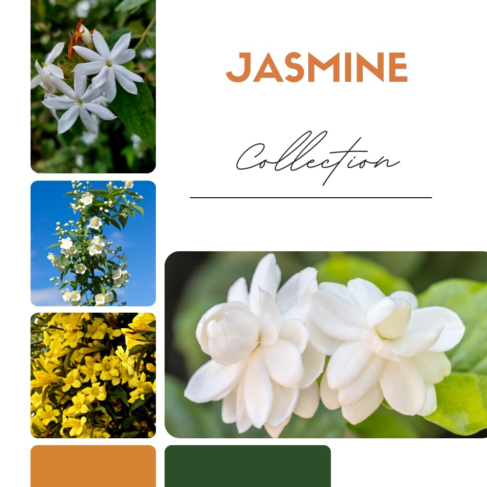 3 Mix Jasmine Plants, Fragrant Jasmine Vines, Jasmines Flowering Plant Well Rooted 4-7 Inches for Gardens and Indoor Spaces