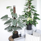Set of 2 Live Silver Philodendron Plants in 4 Inch Pots, Tropical Indoor Houseplants with Variegated Foliage, Ready to Grow