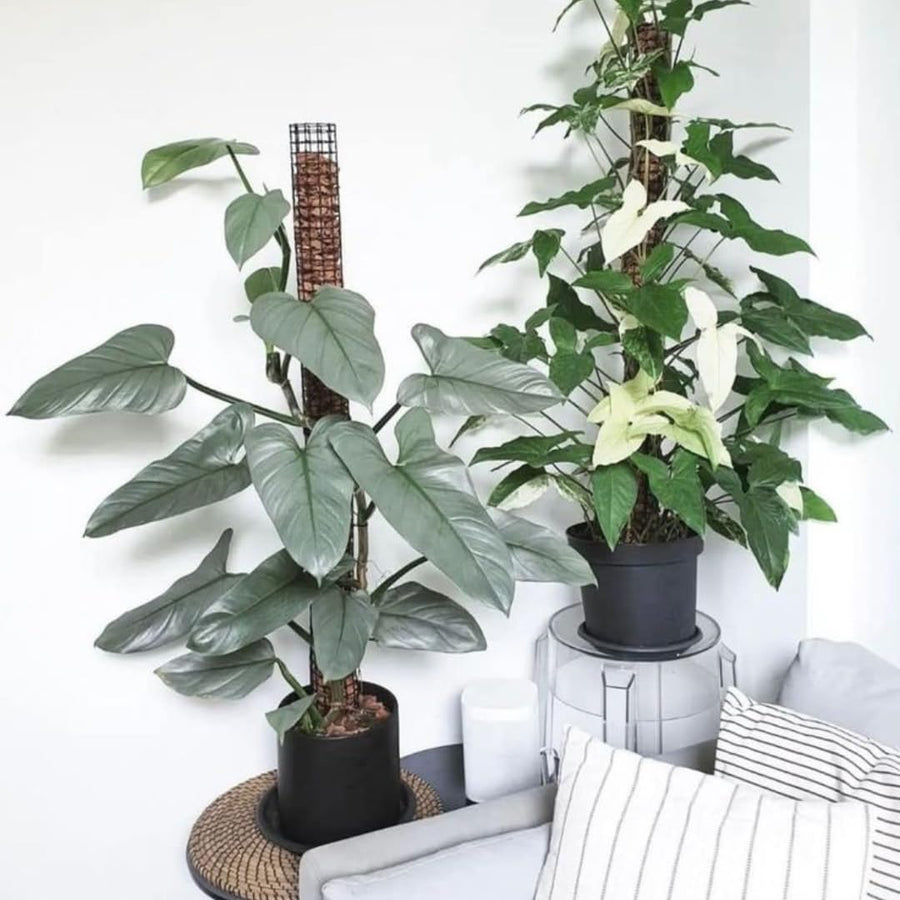 Set of 2 Live Silver Philodendron Plants in 4 Inch Pots, Tropical Indoor Houseplants with Variegated Foliage, Ready to Grow