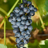Grape Vine Plant Live for Planting Outdoor, Cold Hardy Grape Plant Live 1-2 Years Old, Well-Rooted Fruit Vine for Garden or Trellis (Black Grape)