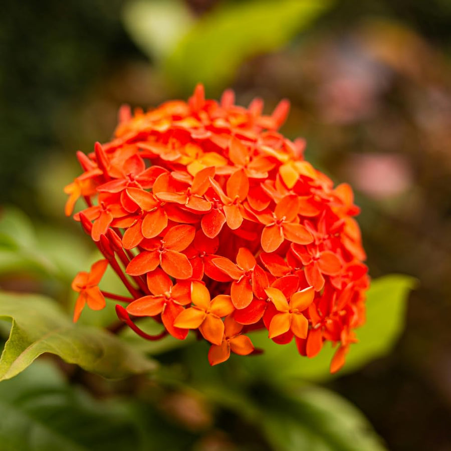 Set 4 Orange Red Ixora Plants Well Rooted, Ixora Flowering Shrub Plugs 3-5 Inches, Tropical Ixora Bush for Growing