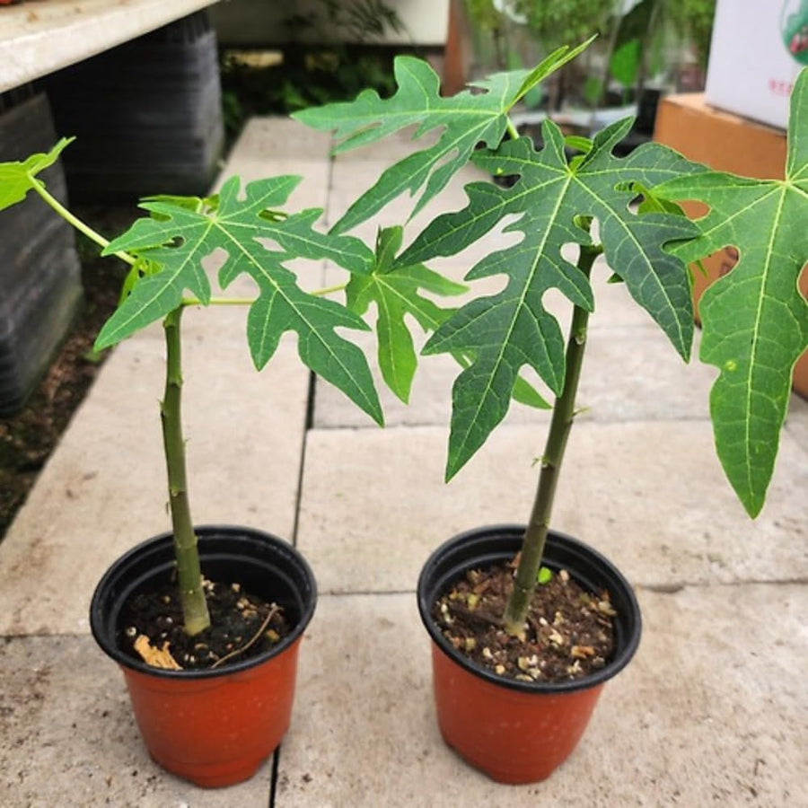 Tropical Papaya Tree Live Plant, 5-10” Tall Well-Rooted Fruit Plant in 4 Inch Pot, Easy to Grow Indoors or Outdoors