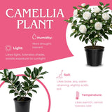 Camellia Plant Live for Outdoor Planting, Camellias Starter in 4'' Pot, Vibrant Ornamental Blooms, 8-12'' Tall (White Camellia)