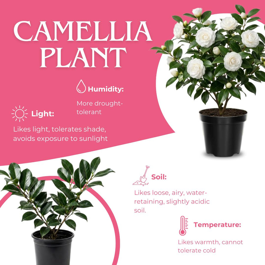Camellia Plant Live for Outdoor Planting, Camellias Starter in 4'' Pot, Vibrant Ornamental Blooms, 8-12'' Tall (White Camellia)