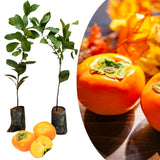 02 Persimmon Trees Live Plants Bare Root, 1–2 Ft Tall Fruit Tree Plants, Hardy Persimmon Trees for Outdoor Garden Growing Spring