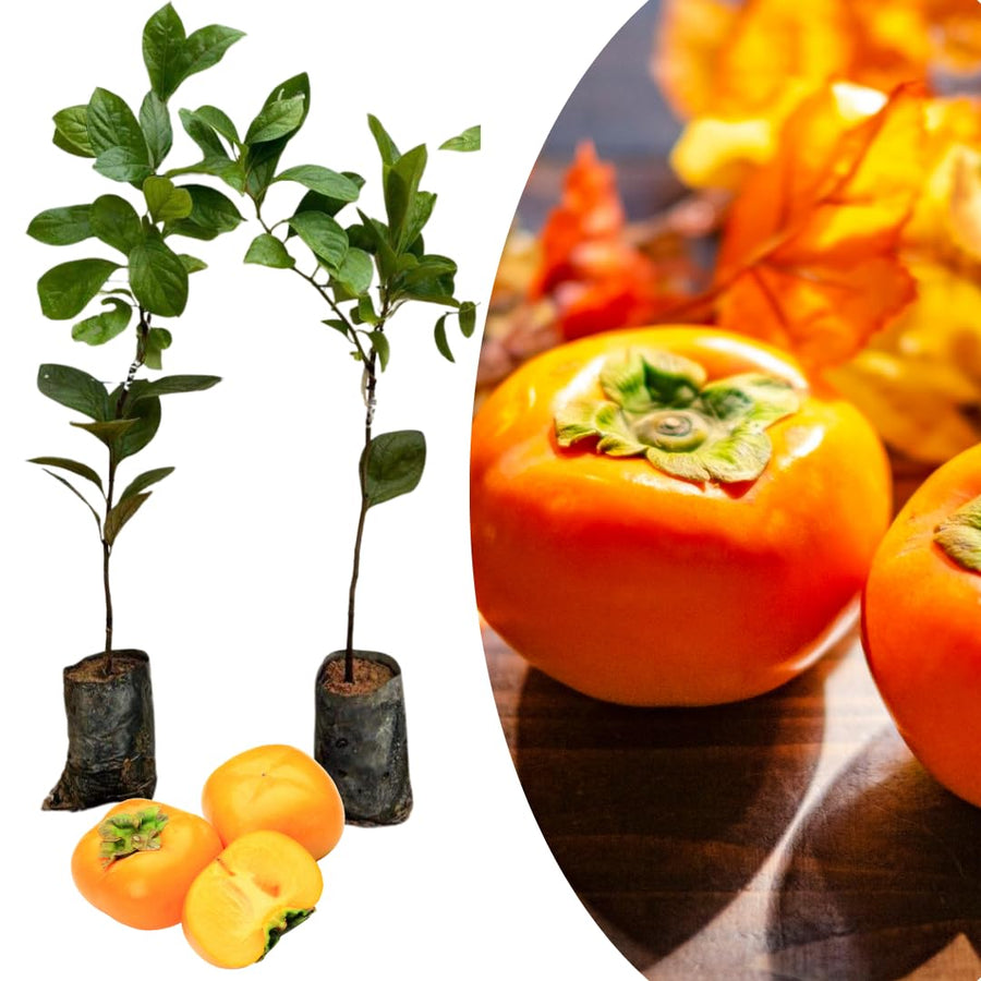 02 Persimmon Trees Live Plants Bare Root, 1–2 Ft Tall Fruit Tree Plants, Hardy Persimmon Trees for Outdoor Garden Growing Spring