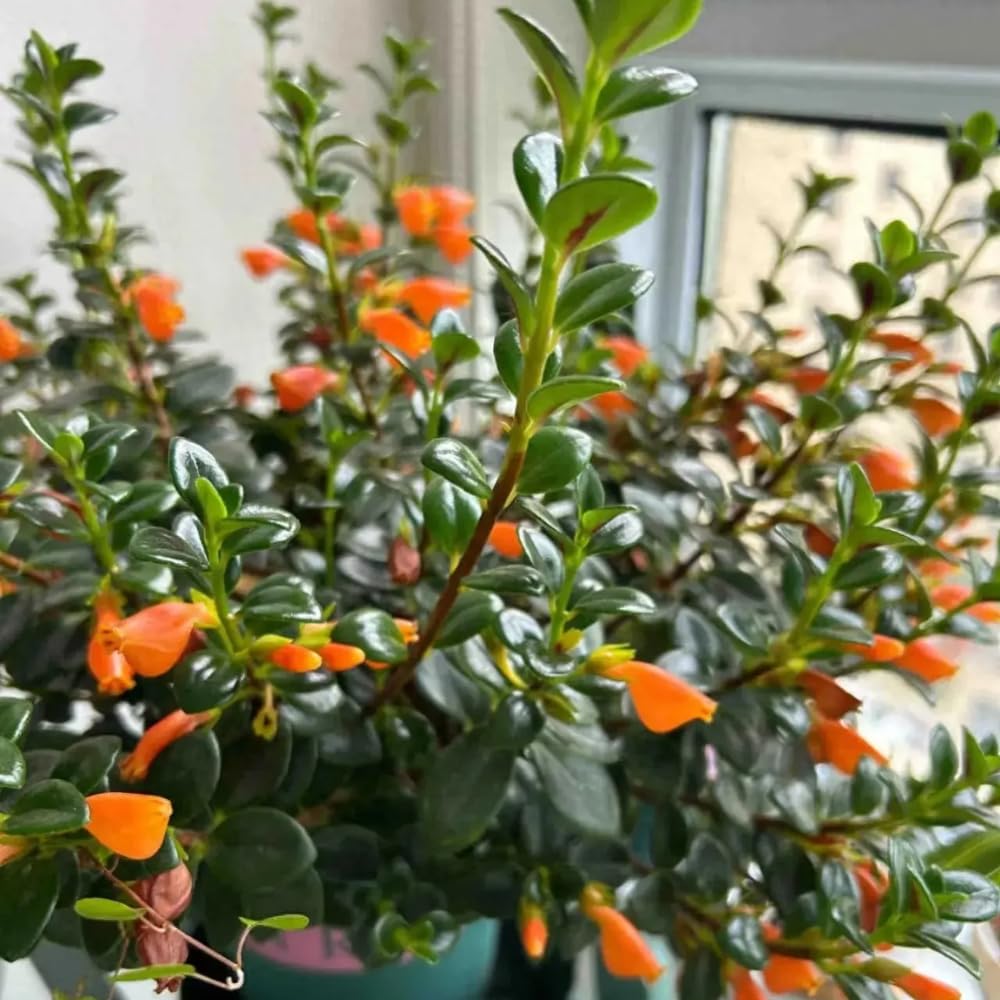 Trailing Goldfish Plants Live in 4" Pot, Goldfish Plant Live Houseplant, Live Indoor Plant for Home and Office Decoration, Well-Rooted, 4-7 Inches Tall