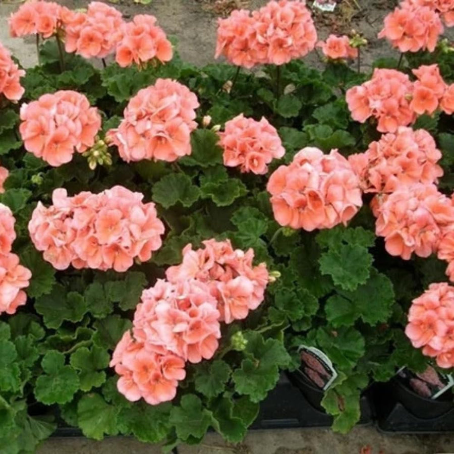 4 Geranium Plants Live, Live Geranium Plant, Salmon Geranium Flower Plants Indoor Outdoor, 4 to 8 Inches Tall