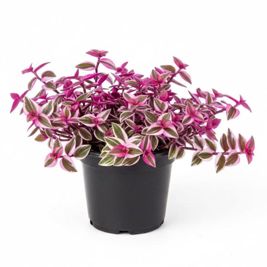 Set 2 Pink Wandering Jew Plants Live, Tradescantia Wandering Jew Live Plant, Trailing Vine Hanging Basket Plants from 5 Inc Long