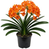 Orange Clivia Live Plant in 6 Inch Pot - 6-8" Tropical Flowering Houseplant, Perennial Clivia Flower Plant for Indoor Outdoor Planting