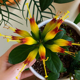 2 Black Pagoda Lipstick Vine Plant, Lipstick Plants Live, 4 Inches Pot for Planting
