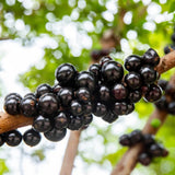 Black Jaboticaba Tree Live Plant, Jabuticaba Plant Starter 4-8 Inches, Brazilian Grape Tree for Outdoor Planting