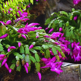 Pink Christmas Cactus Plant Live Christmas Cactus, Holiday Cactus Live Plant, 4 Inc Pot