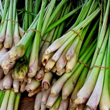 Set 4 Lemon Grass Live Plants, Lemongrass Plant Herb Plant Pot 4 Inc, 9 to 12 Inc Tall