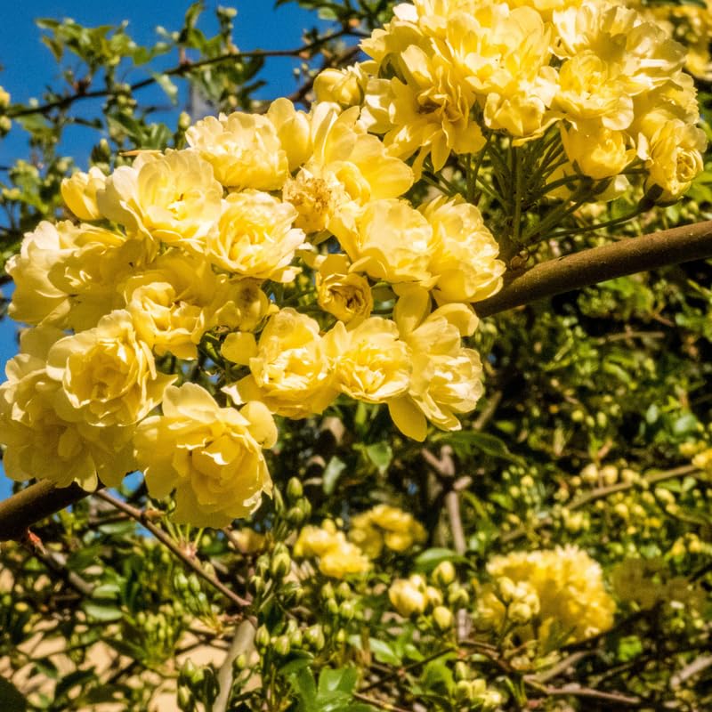 Rose Bushes Ready to Plant, Well-Rooted, Hardy Roses Tree 5 to 10 Inc Tall, Fragrant, Outdoor Planting (Yellow)