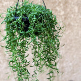 String of Bananas Live Plant in 4 Inch Pot, Live Trailing Succulent String of Bananas Plants, Succulents Plant for Indoor Décor, Easy Car