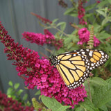 Butterfly Bush Plant for Planting, Size 5 to 7 Inch Tall Plant, Without Pot, Butterfly Bushes Plants (Dark Pink Flowers)