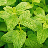 Lemon Balm Plant, Fragrant Herb, 5-8 Inches Tall, Ready for Planting