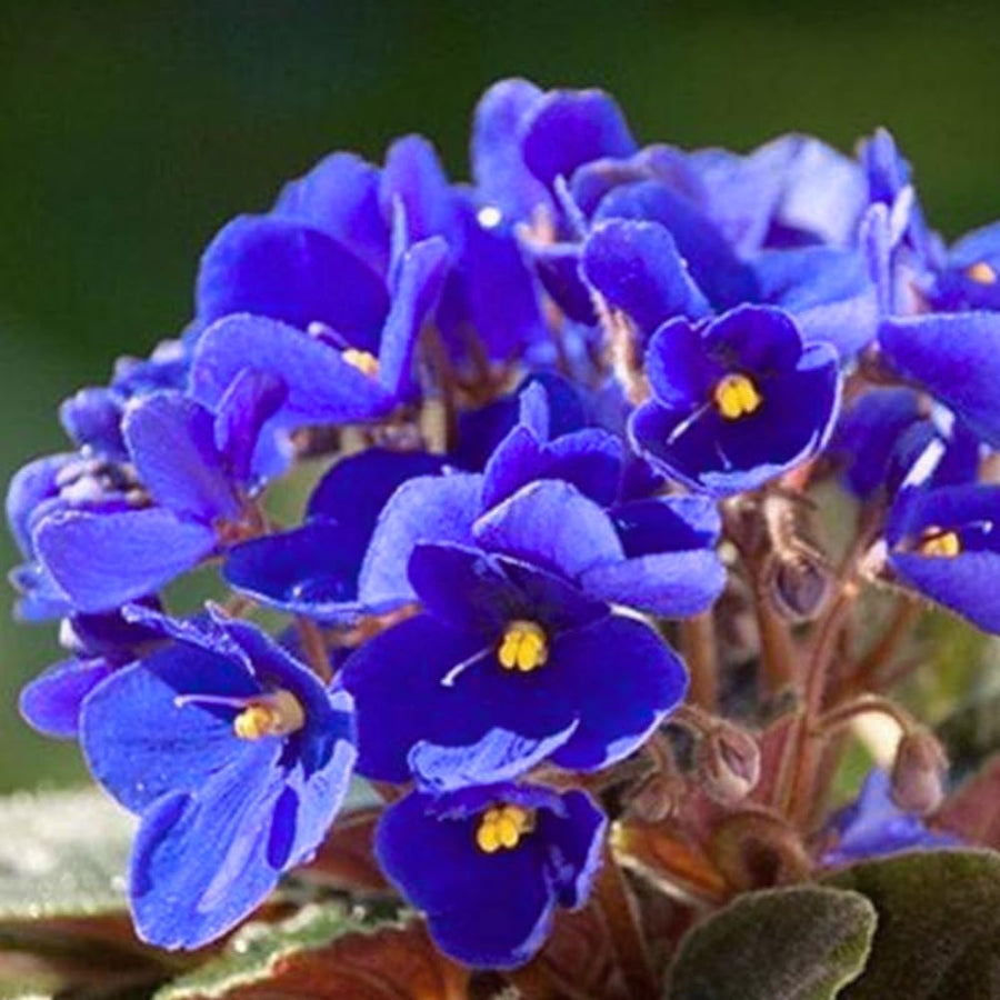 Blue African Violets Live Plant in 4" Pot, Starter African Violet for HouseplantIndoor Outdoor Home Decor